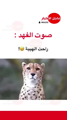 #عاجل_الاخبار #اكسبلورexplore #ترند_تيك_توك #fyp #viralvideo #viral #الفهد 