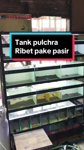 Polosan aja dah, kalo tank kalian gimna?? #channa #pulchra #bluepulchra #channapulchra #channabluepulchra #tankchanna #aquariumchanna #aquascape #aquarium #ikanhias #channaindonesia 