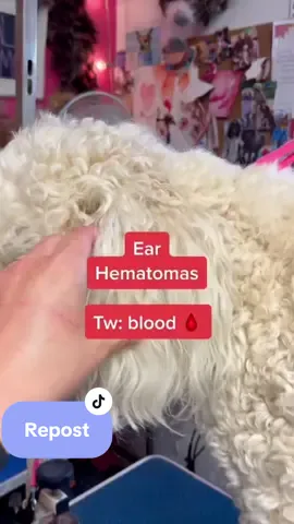 Ear hematomas 👎🏻👎🏻 #matteddog #mattedhair #doggroomer #groomer #doggrooming #vetclinicgroomer #earhematoma 