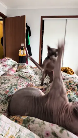 Apparently they weren’t finished 😂 #sphynx #sphynxcat #catsoftiktok #catlovers #slaps #catslapping #sphynxoftiktok 