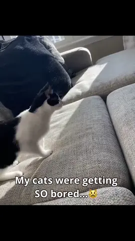 Smart Sensing Snake Interactive Cat Toy⚡ Find name product at our website or copy link in comment ! 📣 Use #happy2cats to get featured! No copyright