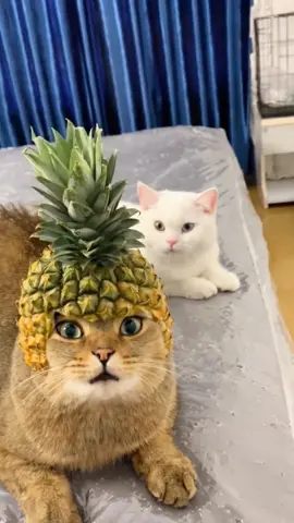 #catsoftiktok #dogsoftiktok #haha #funnyvideos #funnyhai19 #fyp #foryou 