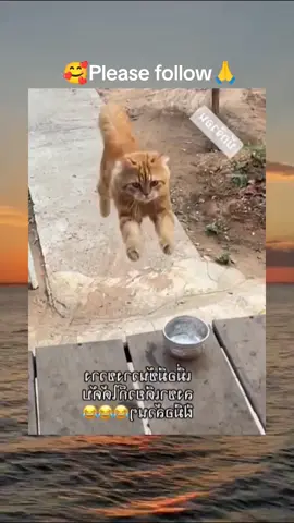 #cat #cute #catvideo #cutcat #funny #pet #funnyvideo #kitty #keşfet #keşfetbeniöneçıkar #keşfetteyizzz 