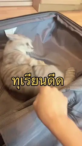 อ่อนไปยังกินไม่ได้ #แมวส้ม  #ทาสแมว #มีมตลก #คนไทยเป็นตลก #ทาสแมวก็งี้เเหละ #มัชกิ้นขาสั้น 