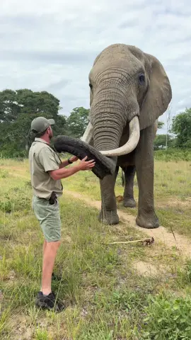 When you see an elephant you know it’s big - but when you stand right next to it you realise how very enormous they are! 🙌🏻🐘 #ecosystem #elephant #fyp #africa #tiktok #reels #reillytravers #animals 
