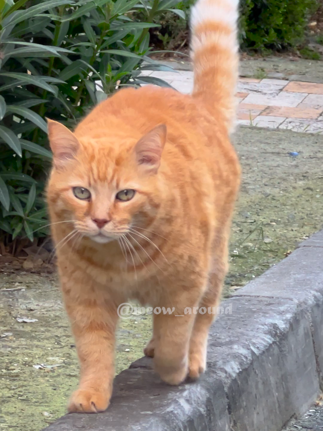 The most graceful gait of a chubby red-haired cat in the world, with its belly swaying from side to side. This ginger cat walks like a king! #cat #meow_around #cute #funny #graceful #chubby #pudgy #elegant #ginger #cat walk