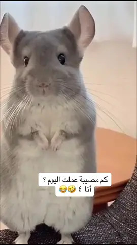 كم مصيبه عملت اليوم انا 4#الشعب_الصيني_ماله_حل😂😂 #ولك_الوووووووووووووووو #مقاطع_ضحكه #مقاطع_مضحكة #فار_مضحك 