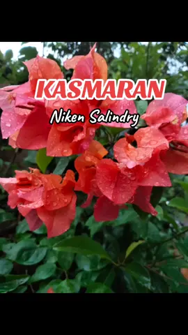 Assalamualaikum🙏🏻🙏🏻🤗🤗🤗#lagujawa #keroncong #kasmaran #nikensalindry 
