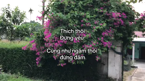 Đừng yêu #xuhuong #viral #fyp 