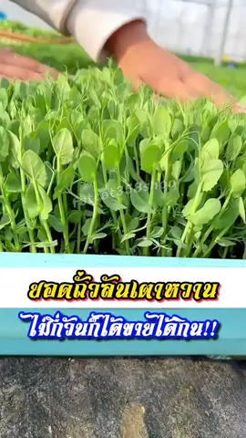 ยอดอ่อนๆปลูกไม่กี่วันก็ได้เก็บกินเก็บขายกันเเล้วจ้า -ยอดอ่อนทานตะวัน จะเอาไปกินกับอะไรก็ไม่เบื่อเลยจ้า #fatcat358shop