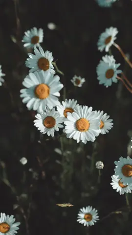 A great product! ❤️❤️❤️💕💕💕 #goodquality #TikTokShop#fypviral#buy now 