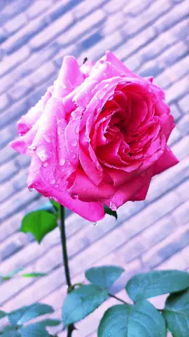 A great product! ❤️❤️❤️💕💕💕 #goodquality #TikTokShop#fypviral#buy now 