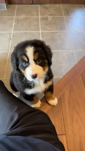 かわいい😮‍💨🩷🩷 #バーニーズマウンテンドッグ #bernesemountaindog  #子犬 #멍스타그램 