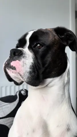 Have a lovely day 🐾#boxerdog #PetsOfTikTok #boxer #boxerdogs #dogsofttiktok #fyp #