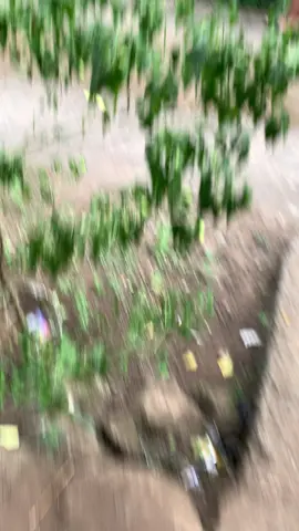 Koe tansoyo gede kenek di omong i op ora 