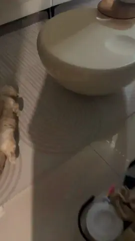 The cat that accompanies me to get up early to go to class#cats #pets #funny#funnyvideos#foryou #fyp