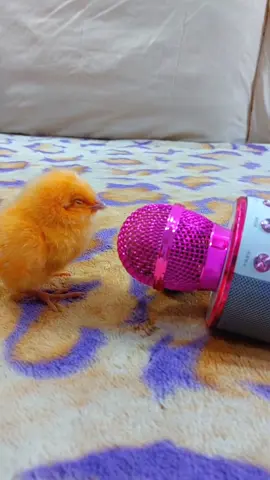 Chick singing into the microphone #Chick_singing #Chick_sound #Chick_sound_He_sings #cute_Chick_singing #chicks #sound_of_chick #singing_chick #Chick_sings_vry_funny #كتكوت #اغنية_الكتكوت #كتاكيت_بتغنى #أصوات_كتاكيت #أصوات_الحيوانات  @Funny animals @Funny animals 