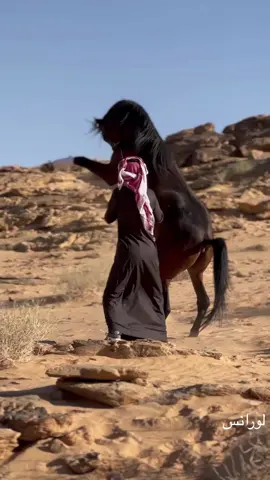 #ماشاءالله_تبارك_الله #خيل_عربي_اصيل #اسطبل_ابو_جسار #الخليج_العربي_اردن_عمان_مصر_تونس_المغرب 