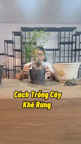 Cách Trồng Cây Mới Khai Thác #trongcay #kichre #trongcaymini #chamsoccaytrong #kythuatcaytrong #cachkichre #nutrirootmax #namxelan90 