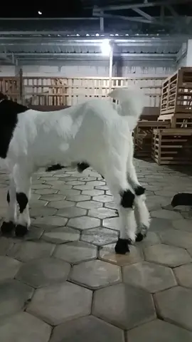 cemple jantan #kambingpe #breding #etawaluarbiasa #kontes #nyeni #seni #ongcaifarm #warak #sine #ngawi 