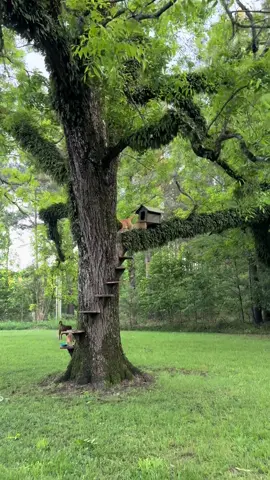 Ravioli 🧡 #ravioli #cat #cats #catsoftiktok #orangecat #orange #treehousecat #asmr #asmrsounds 