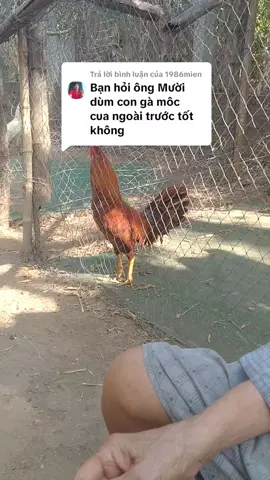 Trả lời @1986mien ông mình nói có gì sai ae bỏ qua nha 