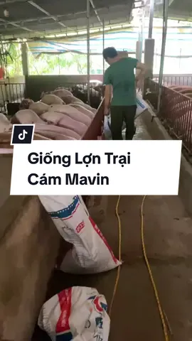 Trang Trại Khủng Nuôi 900 Lợn #Xuhuong #thucanchannuoi #trại_lợn #trại_lợn 