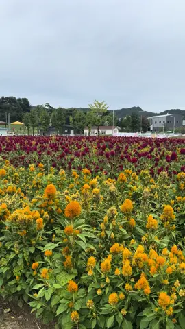 Nari Park @ Yangju Korea #korea #lifeinkorea #travel #touristspot #park #parkgarden #flowers #summerflower #fyp #foryoupage