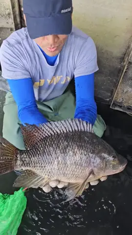 catching oversized tilapia 😲😲🐟🐟#fyp #satisfying #harvest #fishing #fypシ ,#fishtrap #fishhunting #life #fishingvideo #funny #bigfish #unique_fishing #fish_hunting #fishing_videos 