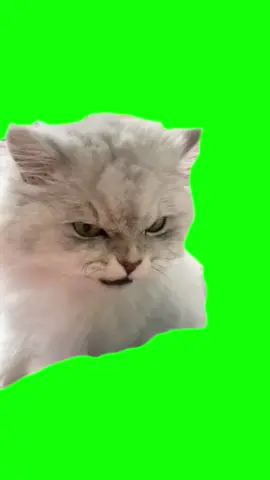 Green Screen Eating Angry Cat Meme #greenscreen #greenscreenvideo #cat #catmeme #catmemes 