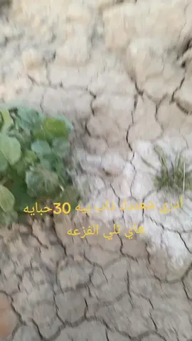 #الشعب_الصيني_ماله_حل😂😂 