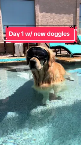 Summer 2024 new doggle addition 😎✨ #goldenretriever #goldenbros #tub #blue 