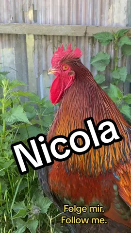 #nicola #nikola #nika #chicken #funny #funnyvideos #funnyanimals #lustig #lustigetiere