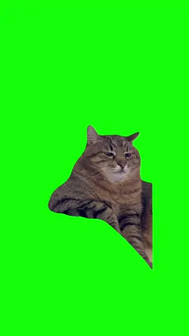 #CapCut cat sitting bored meme green screen #greenscreen #mama #wedding #meme #GlowUp #aiautofill #cutout 