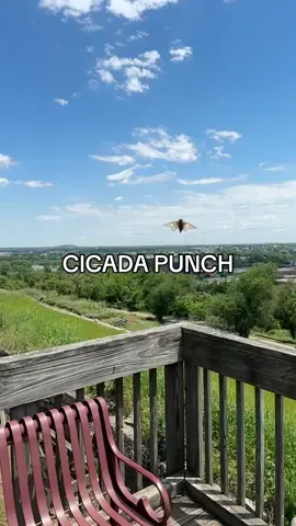We were all thinking it. You’re welcome. #cicada #welcometoamerica #merica #punchf #fyp
