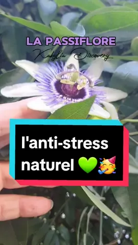 La passiflore (fleur de la passion)  @AMAZIGH ⵣ KABYLE ♓ @AMAZIGH ⵣ KABYLE ♓ @AMAZIGH ⵣ KABYLE ♓  l'anti-stress naturel. anti-anxieté (anxiolytique) cette plante a pour principaux effets de réduire l'anxiété et de favoriser l'induction du sommeil (l'endormissement). par Dr Serge Rafal : responsable de la consultation d'acupuncture, phytothérapie et homéopathie à l'hôpital Tenon (Paris - France) spécialiste des médecines douces. #passiflora #passiflore #fleurdelapassion #anxiolytique #someil #biendormir  #immunitaire #vertus #naturel  #apaisant   #imghan_leqvayel #antioxidants  #plantes_mediterraneennes  #saha #plantemedicinale #vertus #sante #hopitalparis #tenon  #EduTok #ApprendreSurTikTok   #naturopathie #naturopathe  #phytothérapie #phytothérapeute  #conseils #conseiller #nerveux #systemenerveux  #thérapeutique #guérir #blessure  #soulager #soulagerladouleur  #viralvideo #AmazighⵣKabyle♓ #kabyliaⵣkabylie♓♓♓  #kabyliadiscovery  #england #canada_life🇨🇦 #usa #parisien #immigré #الغربة  domaines relatifs : naturopathie, naturopathe, phytothérapie  phytothérapeute, Conseils, stress conseiller, Thérapeutique, stimulant système immunitaire, système nerveux, plante appaisante anxiolytique, soleil, aide à dormir.