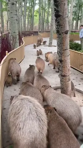 Many many Capybaras🥰🥰🥰 #capybara #capybaratiktok #capybarafanpage #capybaralover #capy #funnyanimals #kpbl #kapybara #capybarababy #family #fyp #chill #calm 