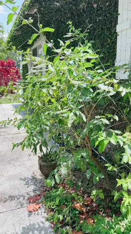 The Sweet Almond Bush #planting #yes #plants #gardening #pollinators #bees #gardentips #🦋 #fypシ゚viral 
