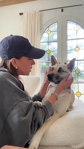 The goodest boy #dogsoftiktok 