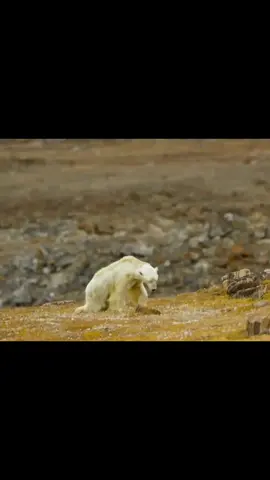 Sabemos lo que pasara despues... #frasesqueelrichienuncadijo #richiepem #calentamientoglobal #humanidad #contaminacionambiental #concientizacionambiental💚🌏 