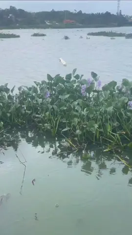 #fish #fishing #fishinglife #fishtok #viral #fyp #foryou #trending #fishingtiktoks 