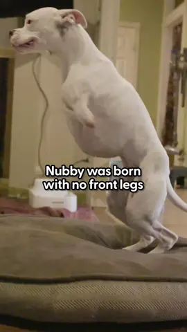 Nubby was born missing his two front legs and his parents didn't know if he was going to make it. He surprised everyone by becoming the most active, happy boy — and a foster dad to lots of puppies. Keep up with the entire family @LouMark Texas Large  And check out @W.E.A.R.Strong on Instagram to learn more about rescues like Nubby.