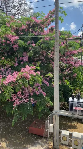 Muồng anh đào nở rộ #muonganhdao #tanung #caycanh #bonsai 