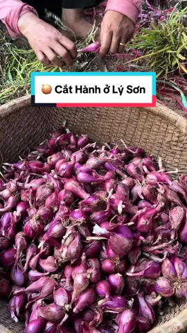 🧅 🥰 Chủ Nhật thì cả nhà làm gì, chứ em thì Mùa Hành về, mới Sớm ngủ dậy đã phải cắt hành. Hành chính nhà mẹ trồng đảo Lý Sơn, số lượng mấy chị yên tâm, chính gốc lên đơn em giá lẻ = sỉ ạ. Tính đầu tấn nha cả nhà.