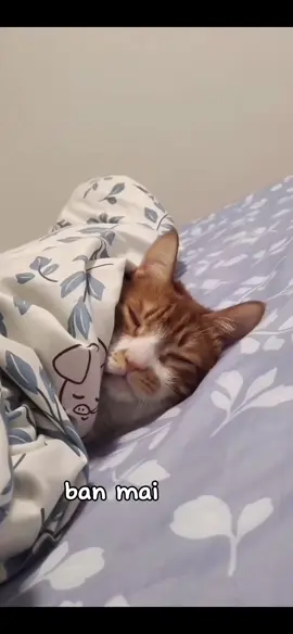 Anh cam tâmm :< #xuhuongtiktok #xuhuong #trendingvideo #trending #trend #vuichutchut #meow #cat 