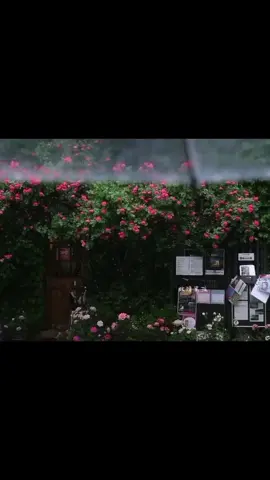 Nghe mưa, ngắm hoa #view #chill #foryou #flowers 