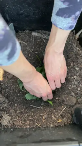 🌿Natürlich düngen: Wie Wildkräuter den Tomaten zu Pracht und Geschmack verhelfen 🥰🍅 Jetzt ist Pflanzzeit für Tomaten und schon beim Pflanzen kann man Tomaten mit Wildkräutern düngen, die man direkt ins Pflanzloch gibt. Statt industriellen Düngemitteln kann man ganz einfach auf völlig kostenlose Wildkräuter zurückgreifen, die man leicht finden kann. Wir zeigen, welche das sind und wie man das macht. Alles Wissenswerte rund um die Brennnessel findet ihr in unserem Buch 
