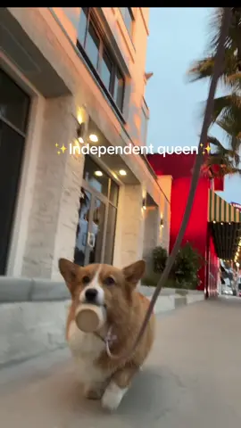 Ruby carried for at least 5 blocks 😅#corgi #sassydog 
