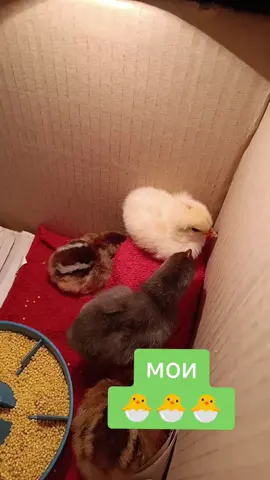 #цветочнаянавсюголову🌺 #квочка #цыплята 