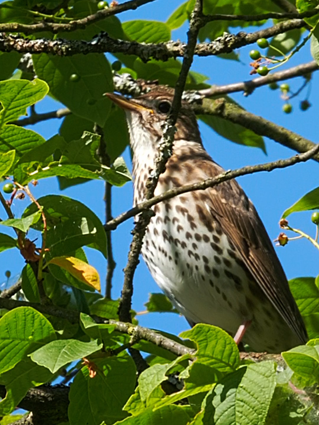 Intricate song of the thrush  #birds #birdsoftiktok #birdswatcher #birdsphotography #nature #birdssinging #birdsounds #fyp #fypシ #fy #nature #naturephoto #wildlife #birdsongnds #forest #spring #wood #green #thrush